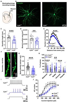 Neural mechanism underlies CYLD modulation of morphology and synaptic function of medium spiny neurons in dorsolateral striatum